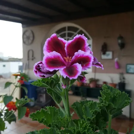 Casa Papi-2