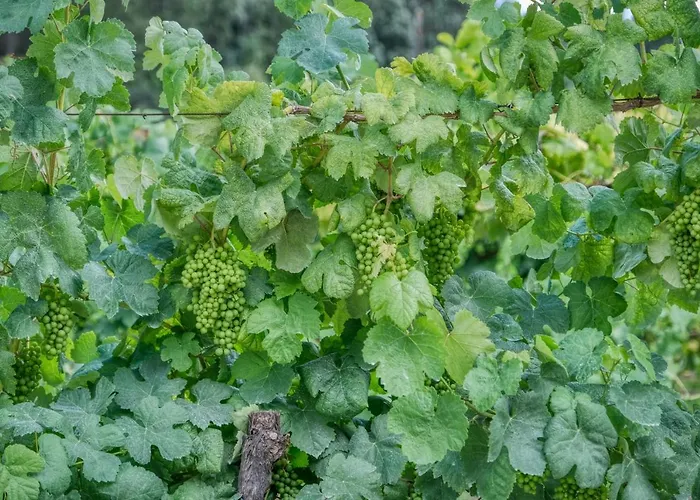 Quinta Da Mourinha