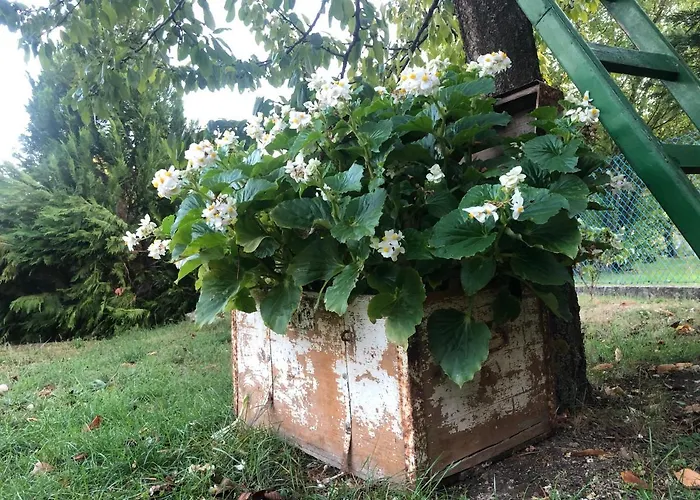 Sunny Garden