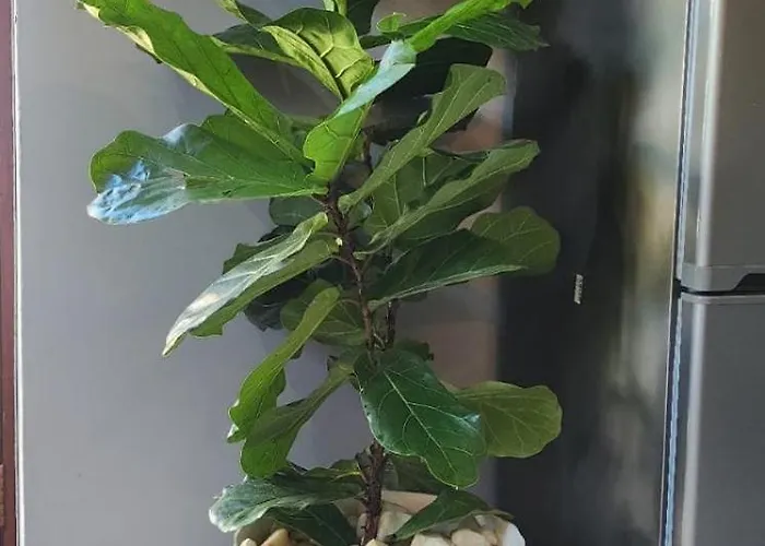 Jo'S Eden
