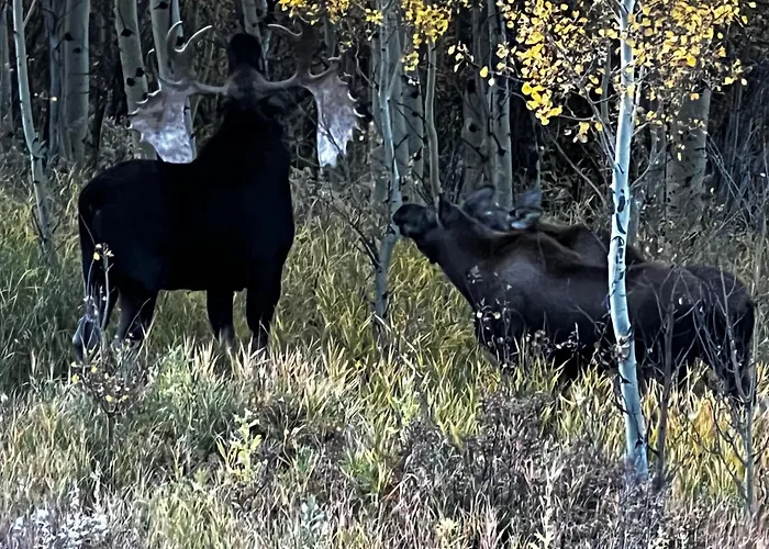 Meandering Moose Apartment Vacation Rental