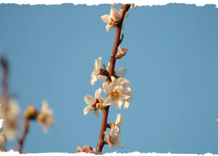 Tonel Apartamentos Turisticos