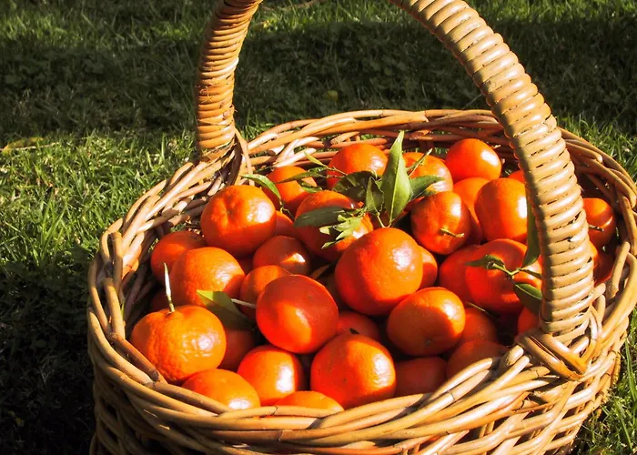 Finca Cas Sant