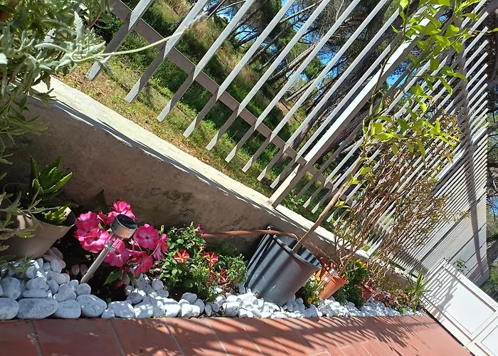 Bibbona Summer - Pineta 1 -