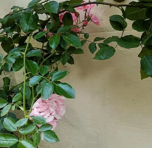 Charming Garden Flat