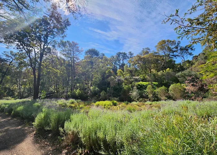 The Lavender Patch