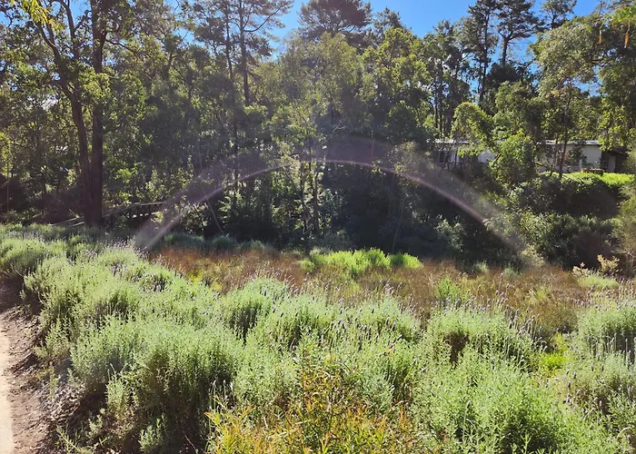The Lavender Patch