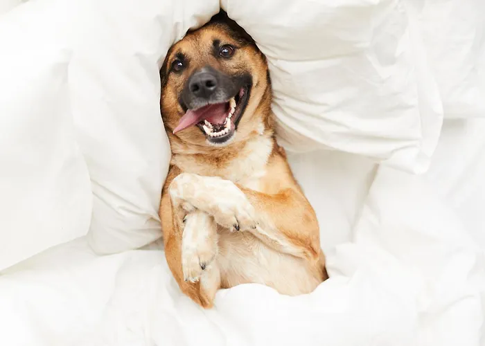 Apartamentos Estival Park 3000