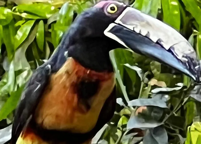 El Valle De Anton La Chachalaca
