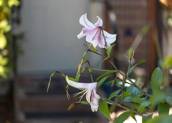 Sq Ramblin Rose 3