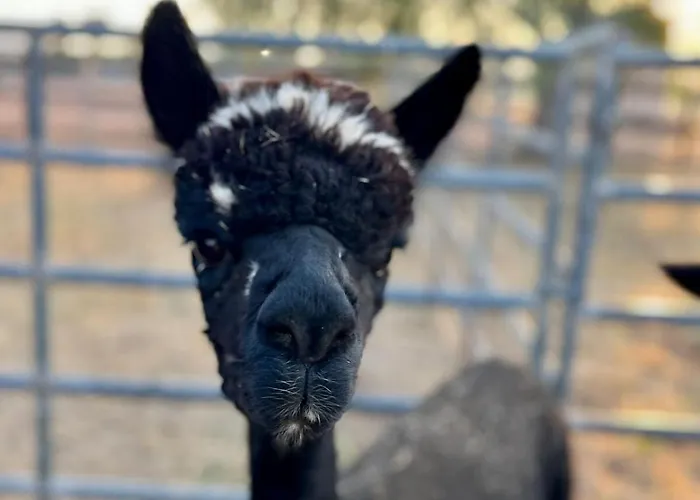 Alpaca Rustic Ranch-Peaceful & Breathtaking Views