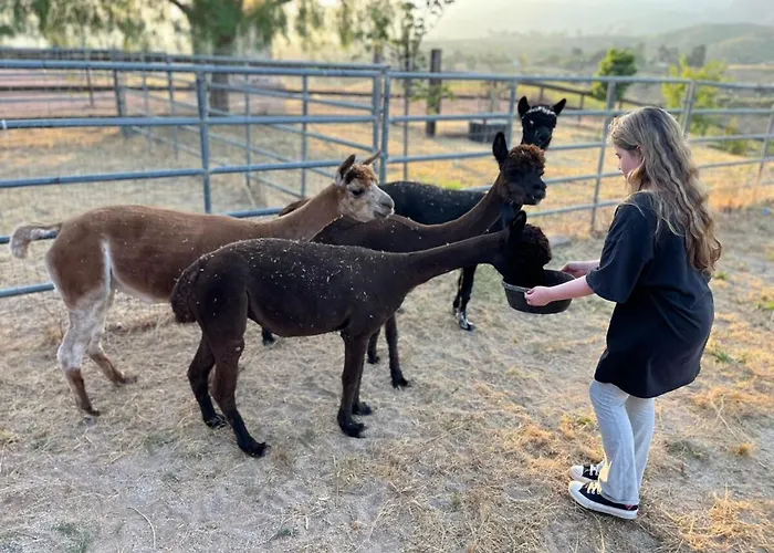 Alpaca Rustic Ranch-Peaceful & Breathtaking Views