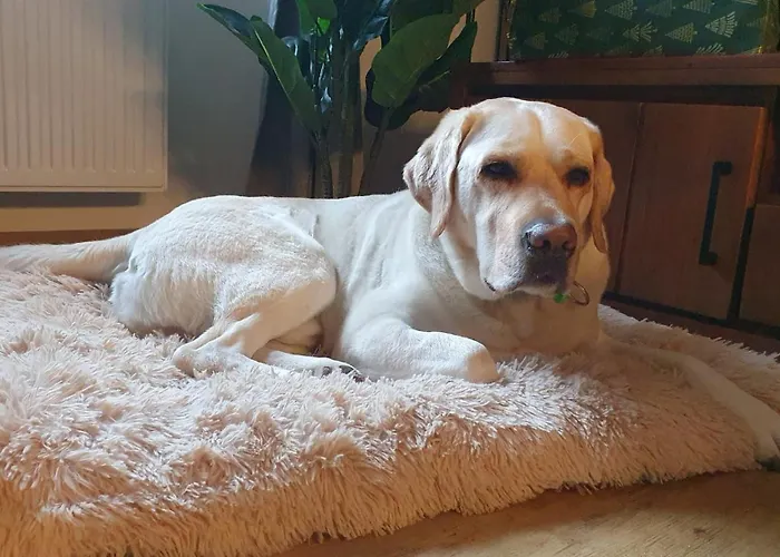 Stay Zen Holz & Hirsch Loft - Parkplatz Und Hund