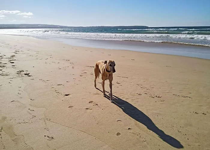 Beachcomber - Pet Friendly