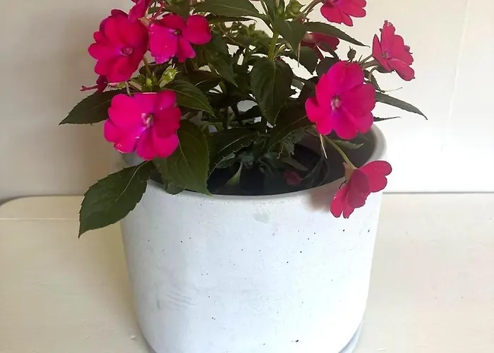 Garden Joy