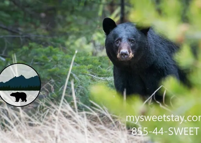Mvc - Unit 1405 - Bears Lair
