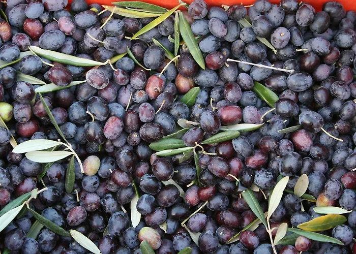 Agriturismo Amicizia
