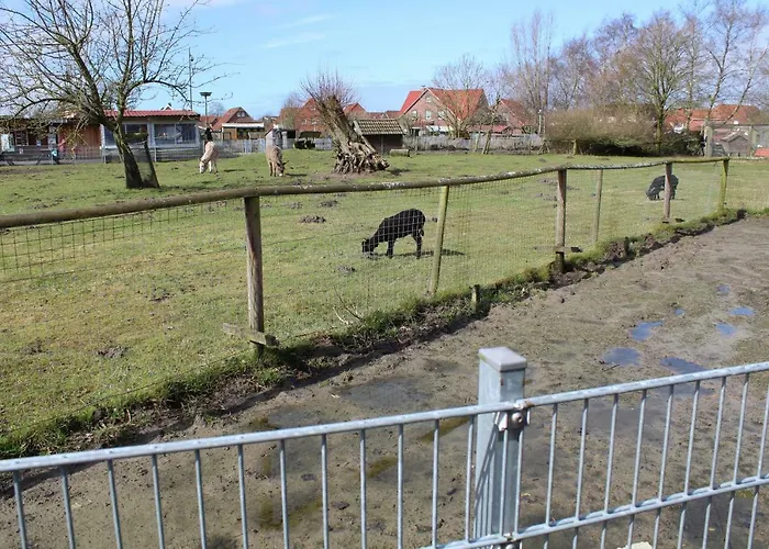 Muschel